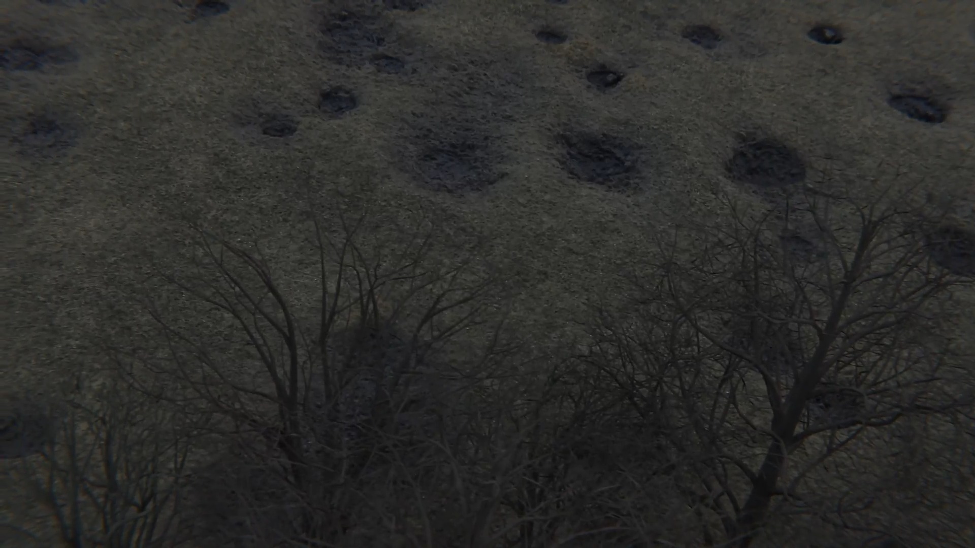 Катя Бучацька